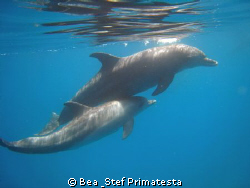 "Dolphin dance", Tursiops truncatus   by Bea & Stef Primatesta 